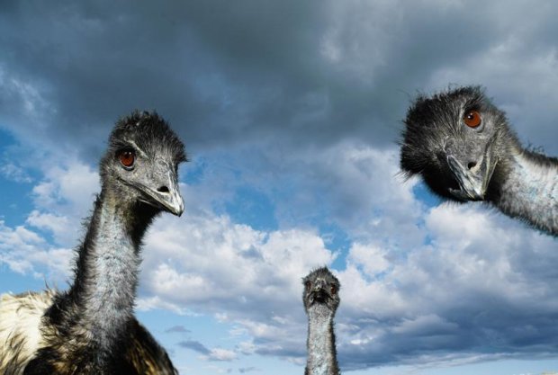Прыгает на 3 метра в высоту и разгоняется до 70 км/час: ошеломляющие факты о страусах