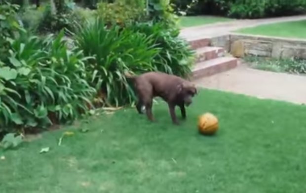 Собаку научили играть в волейбол. Фото: скриншот YouTube
