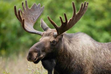 На трассе Киев-Чоп из-за одного лося погиб человек и разбились автомобили