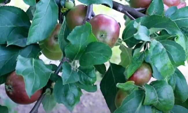 Щедрый урожай яблок, фото: youtube.com