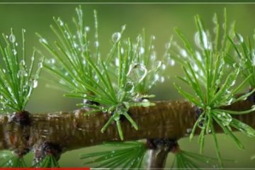 Дождливая погода. Фото: скриншот YouTube.