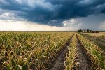 посуха кукурудзяне поле Україна Ель-Ніньйо 2026