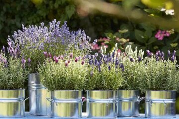 Лаванда. Фото: YouTube