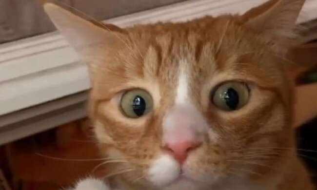 Домашние любимцы. Фото: скриншот Instagram