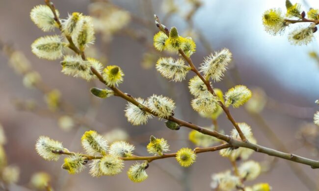 Погода, похолодання, весна. Фото: Telegram