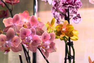 Орхидея. Фото: YouTube