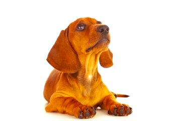 Собака. Фото: YouTube