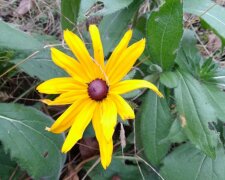 Попередження від синоптиків: де 10 березня буде до +15 і чому оголошено перший рівень небезпеки