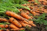 Овочі на ринку: ціни зросли на 25% за тиждень у травні 2026