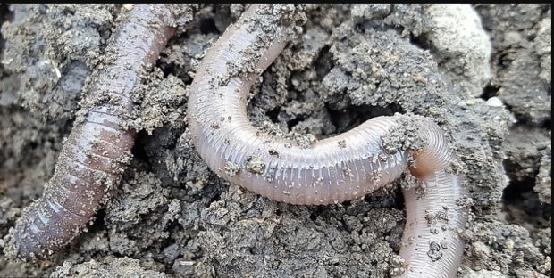 Ученые нашли необычных существ: живут в песке и едят камни, уникальные фото