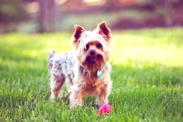 Собака. Фото: YouTube