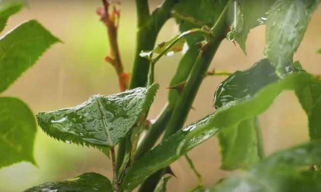 Дождь. Фото: YouTube, скрин