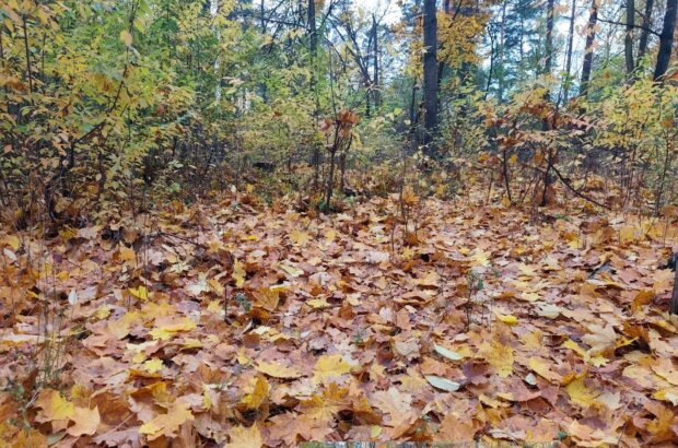 Погода в Україні на 22 жовтня: потепління з півдня, мінлива хмарність і попередження про заморозки