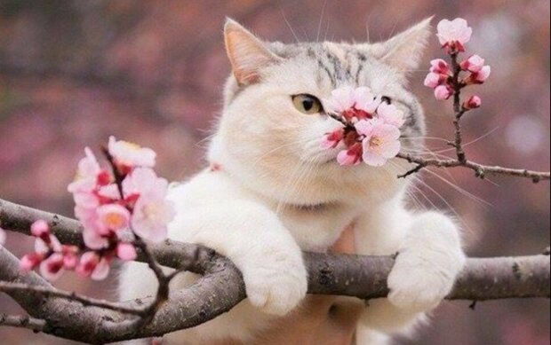 Погода, весна, потепління. Фото: Стіна