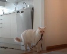 Парень снял на видео, что делает кошка, пока он на работе. Фото: скриншот YouTube