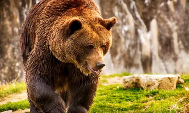 Медведь. Фото: youtube