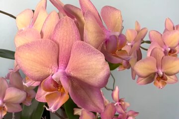 Орхидея. Фото: YouTube