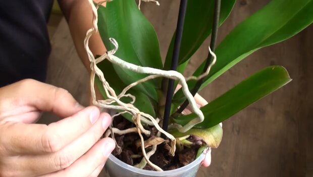 Как поливать орхидею, чтобы она хорошо росла