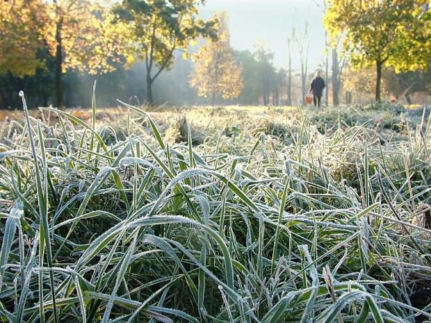 Заморозки