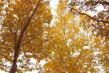 Осень. Фото: Youtube