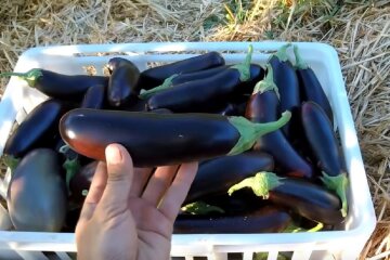 Баклажан. Фото: скріншот Youtube