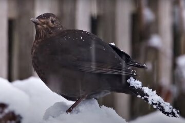 Погода в Украине. Фото: скриншот Youtube-видео