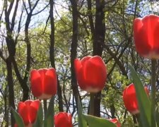 Тюльпаны. Фото: скриншот YouTube-видео