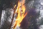 Сгорело новогоднее дерево. Фото: скриншот Youtube