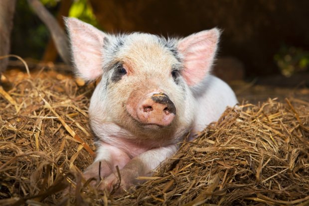Переполох в Виннице: свинья выбралась из прицепа во время движения и бегала по дороге. Видео