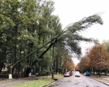 В Киеве разбушевалась стихия: деревья валит по всему городу, прячьте автомобили