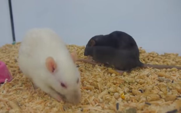 Крысы устроили драку в супермаркете. Фото: скриншот YouTube