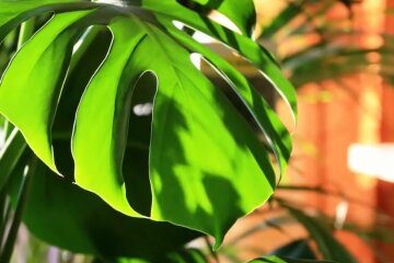 Комнатные растения. Фото: YouTube