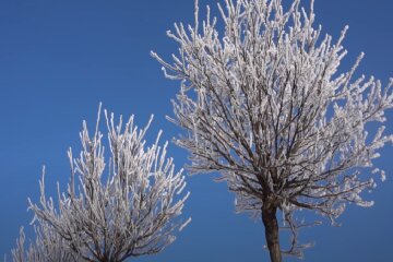 Іній на деревах. Фото: скріншот YouTube-відео