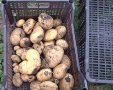 Урожай картоплі, фото: youtube.com