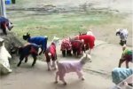 Скриншот видео