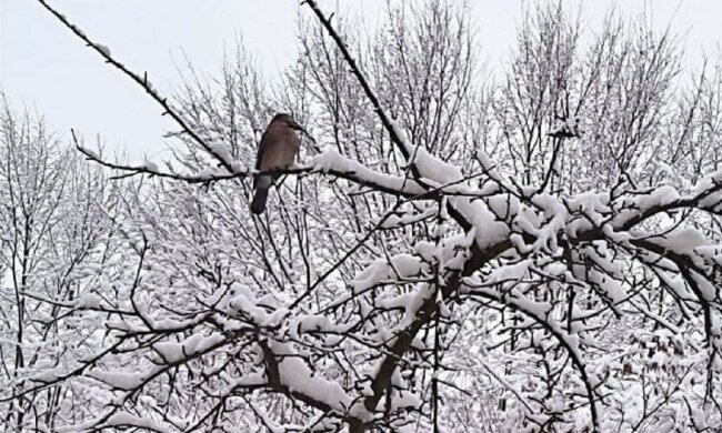 Сойка на сніговій гілці. Фото: Ukrainianwall