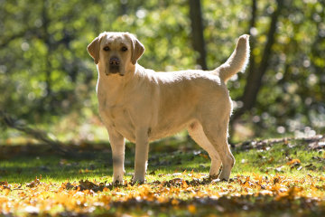 Забавное видео, покорившее сеть: ретривер успокоил семерых буйных щенков