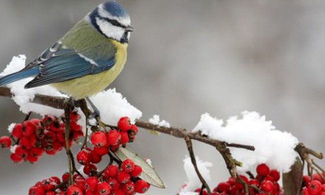 В Украину придет оттепель. Фото из открытых источников