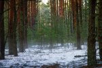 Чернобыльская зона. Фото: скриншот YouTube-видео