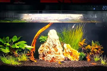 Акваріум. Фото: YouTube