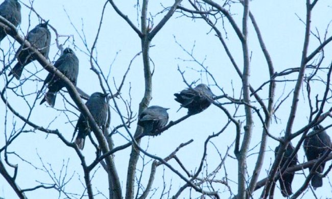 Птицы. Фото: Postimees