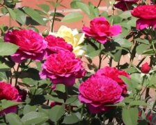 Пышное цветение роз, фото: youtube.com