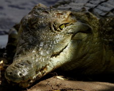 Гигантский крокодил заполз в храм и напугал людей. Но его не убили, а сделали божеством