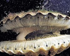 Ученые ломают головы: в окаменелых моллюсках нашли десятки странных шариков. Фото