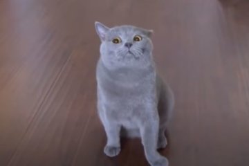 Кот. Фото: скриншот YouTube.