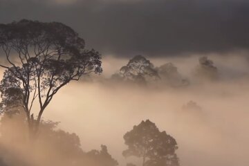 Природа. Фото: скриншот YouTube