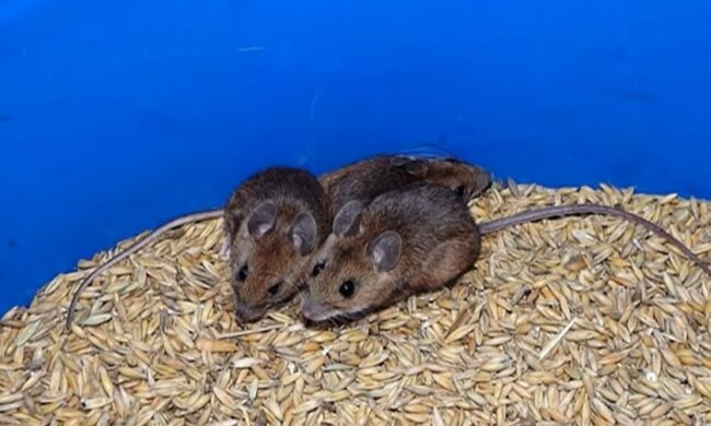 Коррупционные "мыши" Госрезерва. Фото: скриншот Youtube