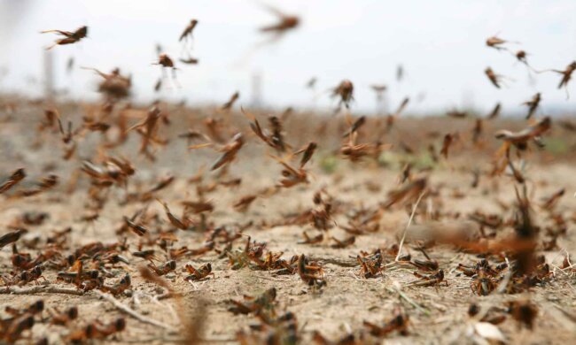 Саранча, мутанти, Турція. Фото: Telegram