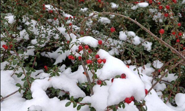 Погода, весна, сніг у квітні. Фото: Стіна