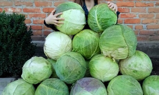 Капуста. Фото: YouTube